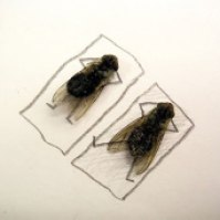 Dead Flies Art | Flychelangelo